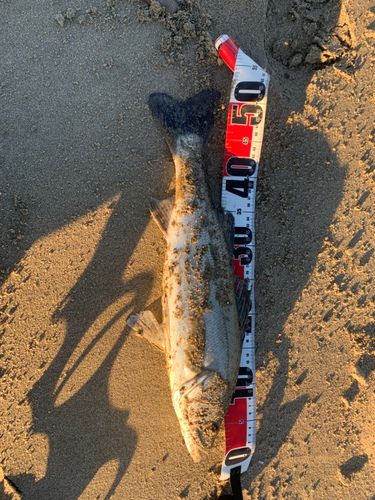 セイゴ（マルスズキ）の釣果