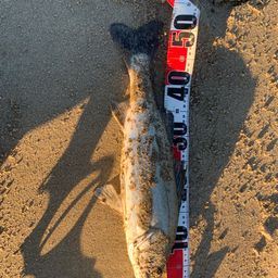 セイゴ（マルスズキ）