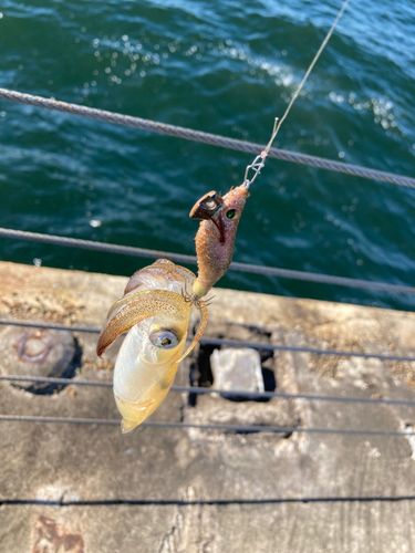 ヒイカの釣果