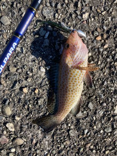 オオモンハタの釣果