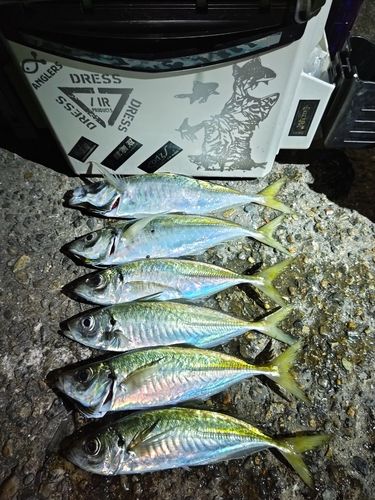 マアジの釣果