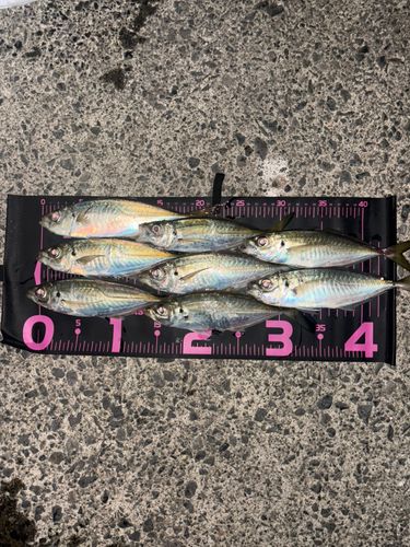 アジの釣果