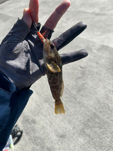 アイナメの釣果