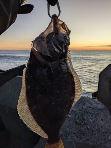 ヒラメの釣果