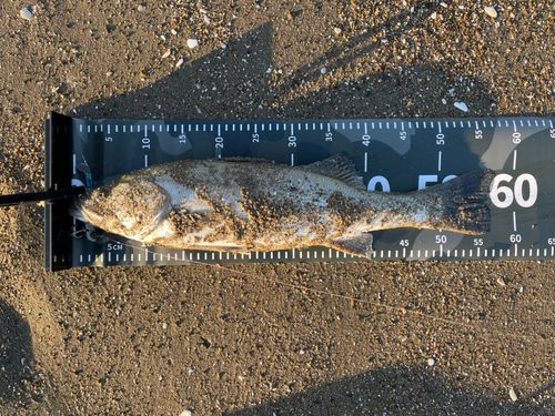 フッコ（マルスズキ）の釣果