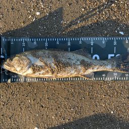 フッコ（マルスズキ）