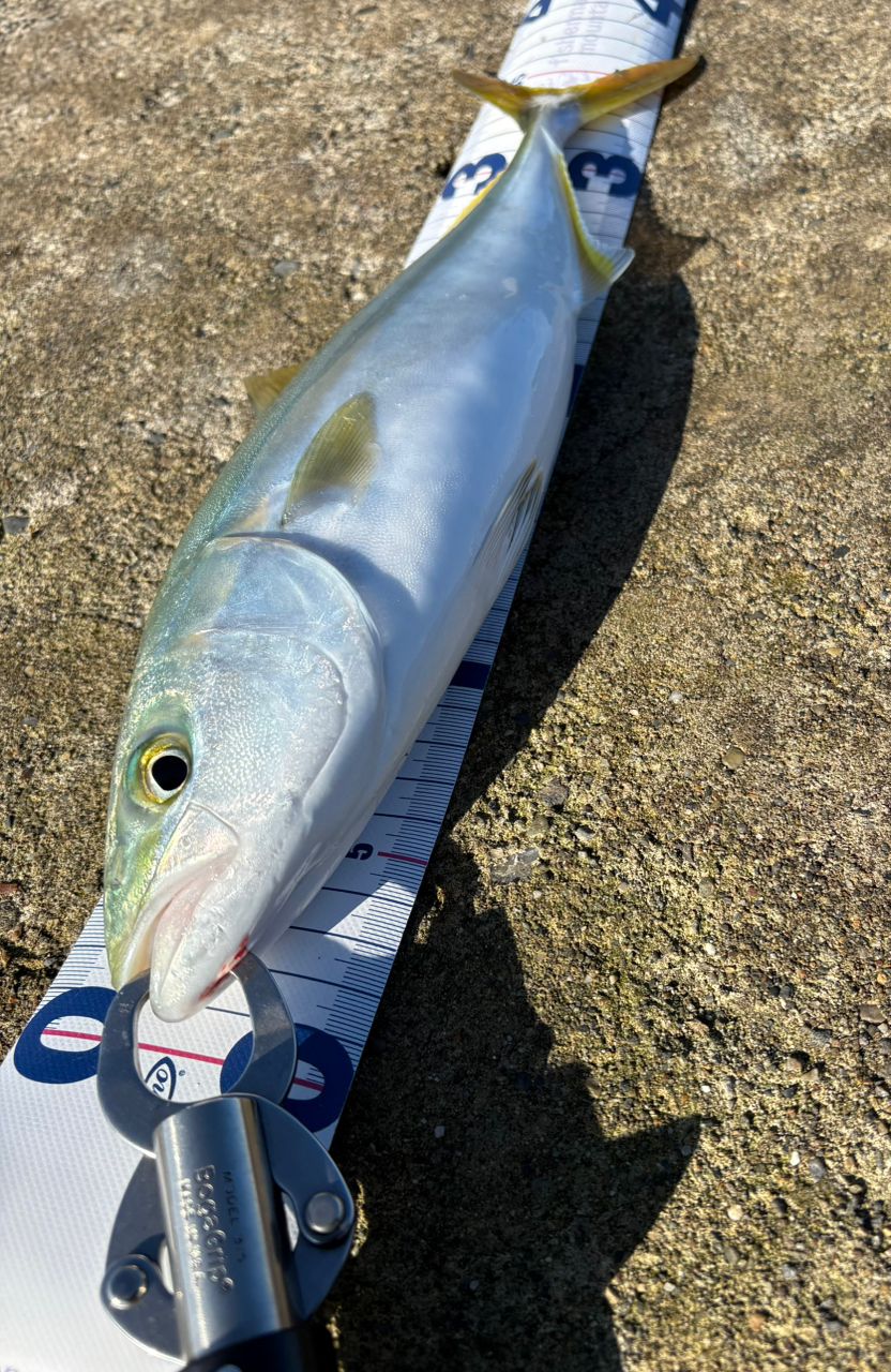 APIA グランデージ アトラス BLUE RUNNER 98Mの最安値・インプレ・釣果