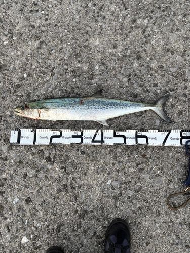 サワラの釣果