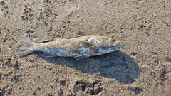 セイゴ（マルスズキ）の釣果