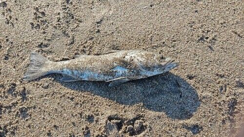 セイゴ（マルスズキ）の釣果