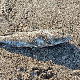 セイゴ（マルスズキ）