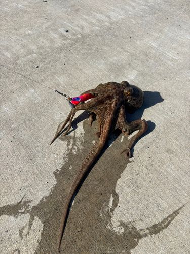 タコの釣果
