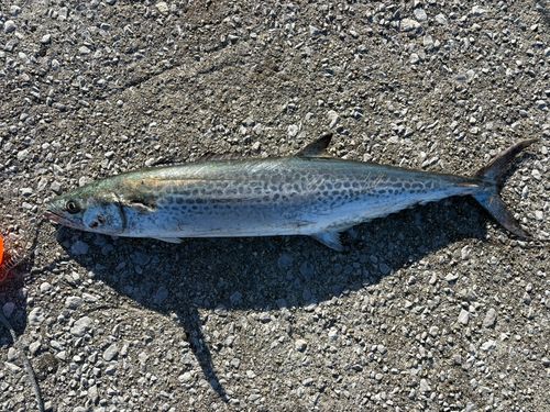 周防大島（屋代島）