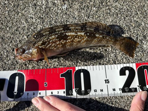 アイナメの釣果