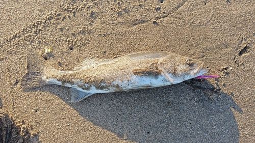 セイゴ（マルスズキ）の釣果