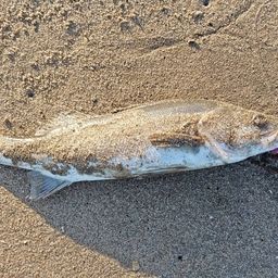 セイゴ（マルスズキ）