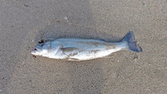 セイゴ（マルスズキ）の釣果