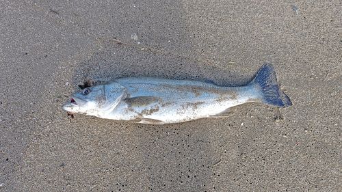 セイゴ（マルスズキ）の釣果