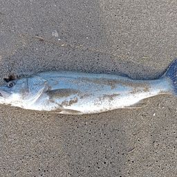 セイゴ（マルスズキ）