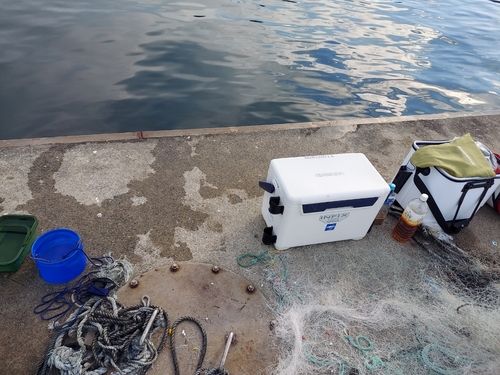 カワハギの釣果