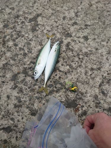 サバの釣果