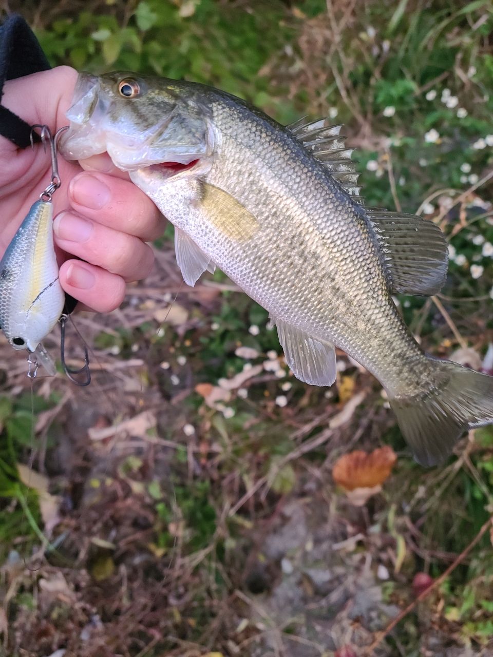 ラージマウスバス