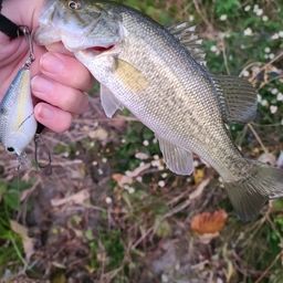 ラージマウスバス