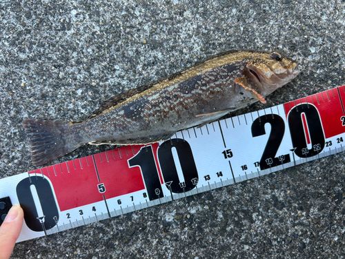 アイナメの釣果