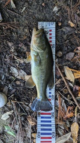 ラージマウスバスの釣果