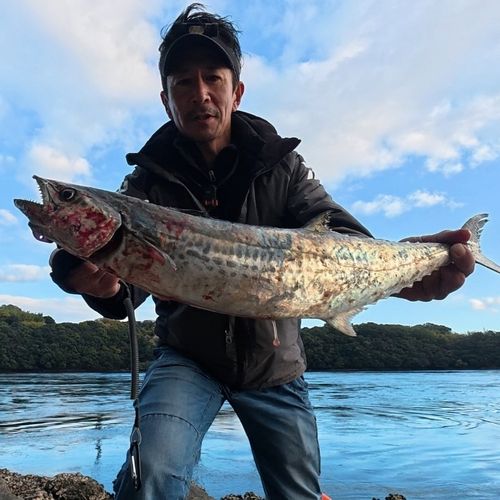 サゴシの釣果