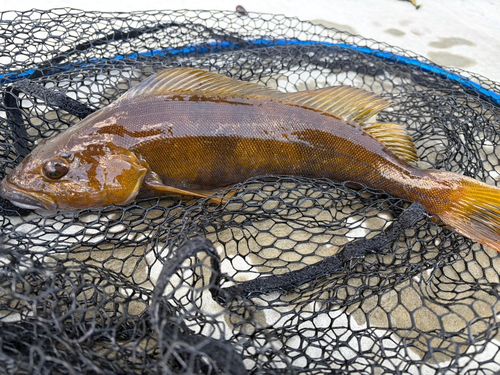 アイナメの釣果