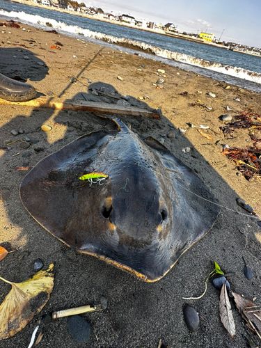 アカエイの釣果