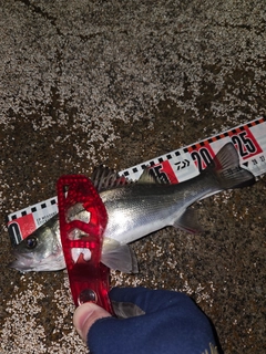 セイゴ（マルスズキ）の釣果