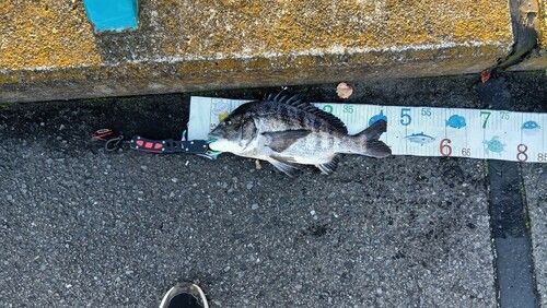 クロダイの釣果