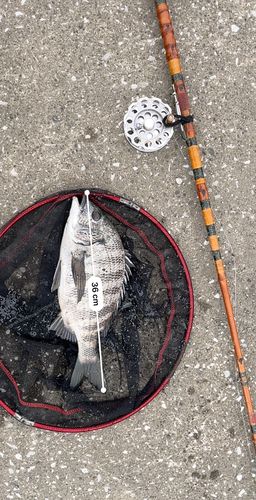 クロダイの釣果