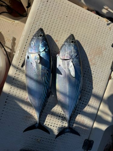 スマカツオの釣果