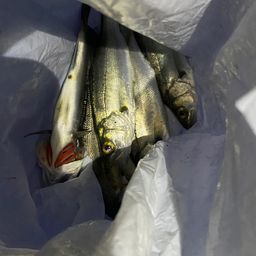 セイゴ（マルスズキ）