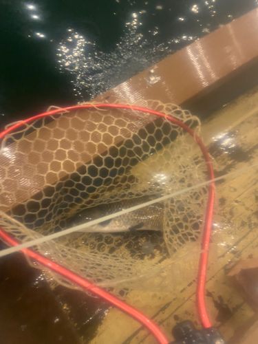 アミューズパーク福島スーパーフィッシング