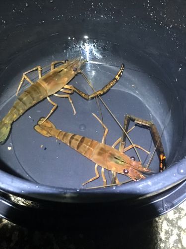 テナガエビの釣果