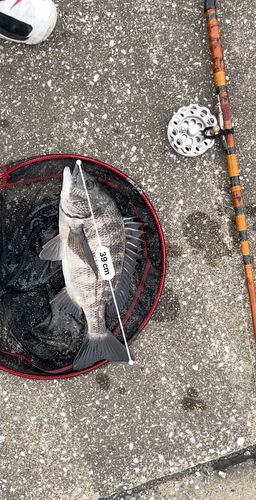 クロダイの釣果