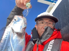 タチウオの釣果