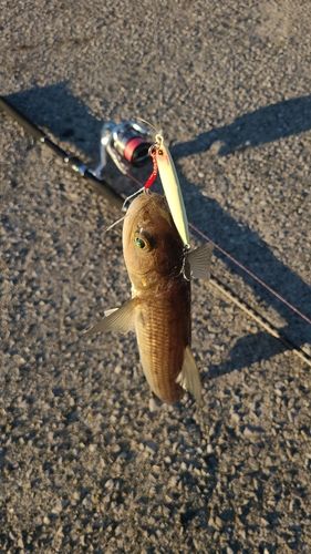 エソの釣果