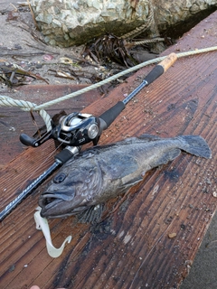 クロソイの釣果