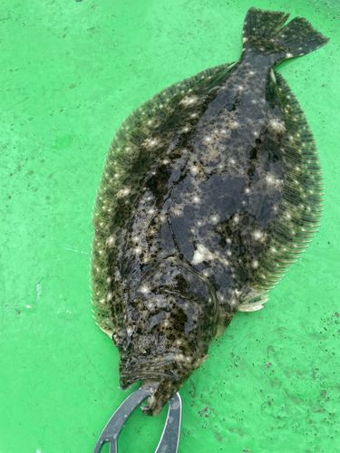 ヒラメの釣果