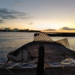 セイゴ（ヒラスズキ）