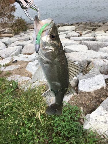 シーバスの釣果