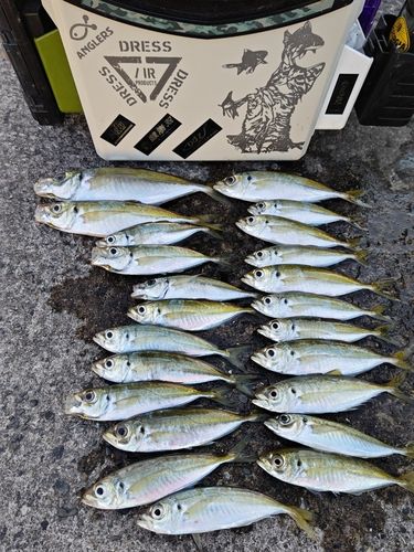 マアジの釣果