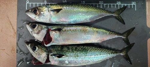 サバの釣果
