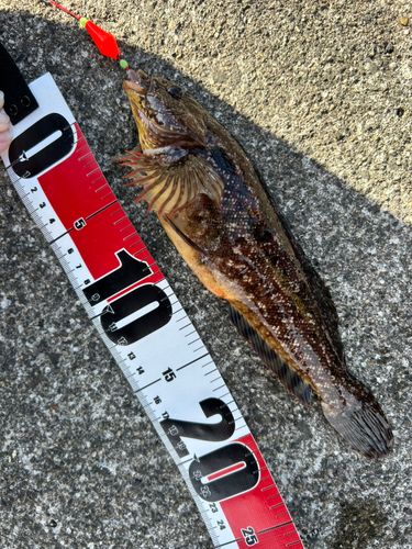 アイナメの釣果