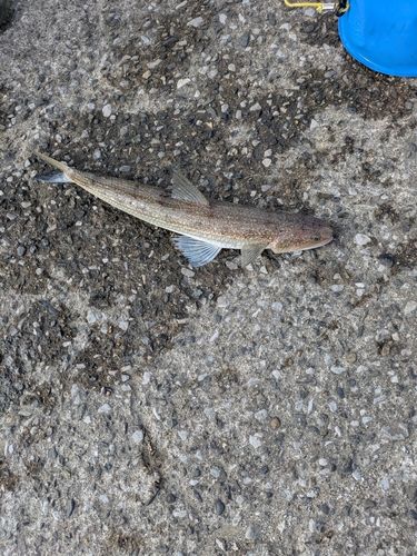 東京湾（富津〜金谷）